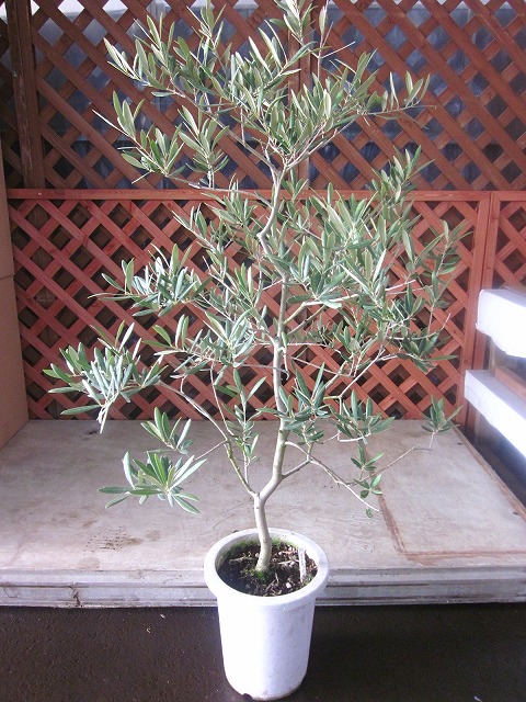 楽天市場】オリーブの木 デルモロッコ 観葉植物 販売 木 苗 苗木
