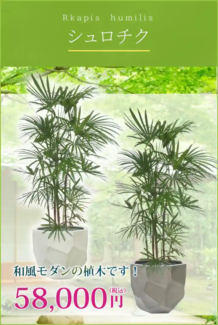 シュロチク(多面体型、グラスファイバー製鉢カバー付) Lサイズ/観葉