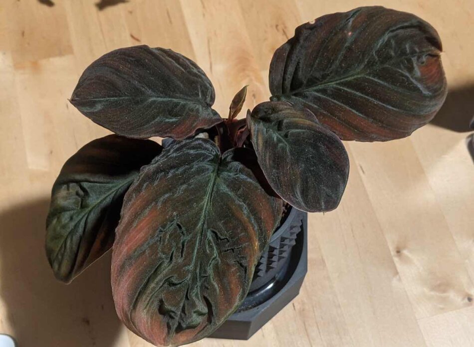 ホマロメナ sp.（Homalomena sp. from Mt.besar）の紹介、栽培記録