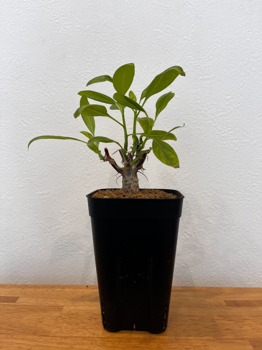 フォークイエリア・ファシクラータ_02 | SHELF