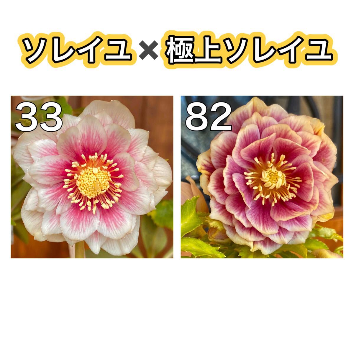 Yahoo!オークション -「クリスマスローズ ソレイユ」(ガーデニング) の