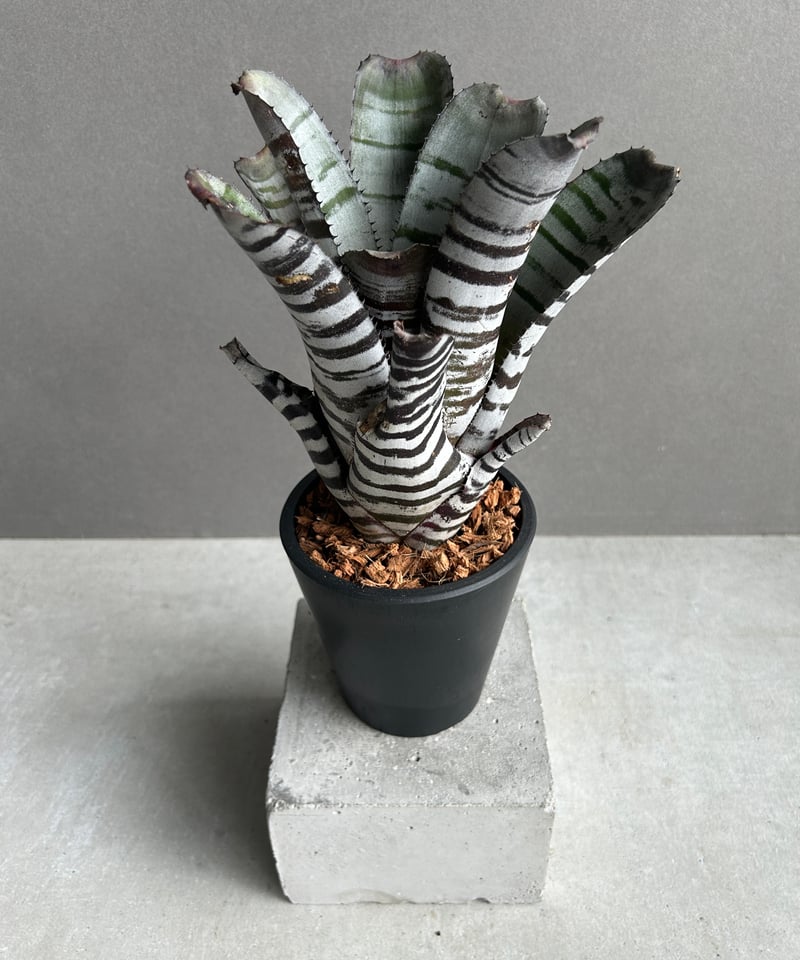 エクメア チャンティニー ブラック セレクト 「Aechmea chantinii Black