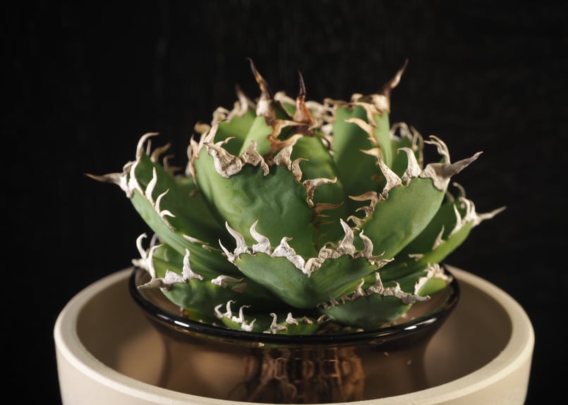 アガベ・チタノタ 圓葉拇指(フィリグリー)｜agave titanota filigree |