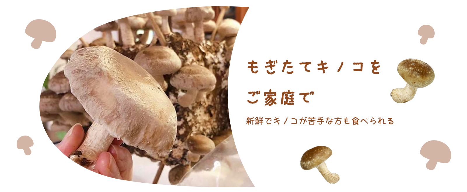 きのこ専門 kinoko-Ten キノコテン | しいたけ栽培キット販売・西宮市