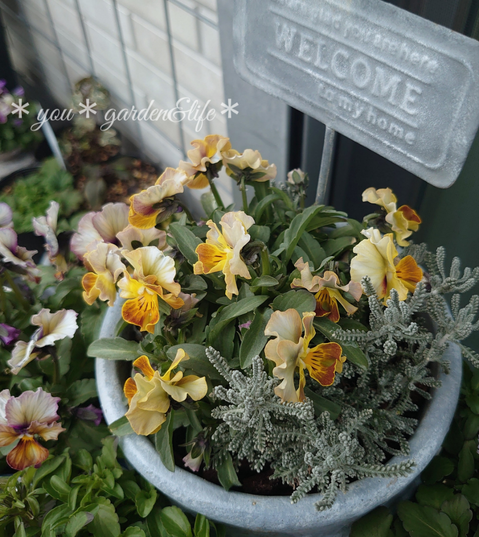お迎えしたクリスマスローズ♡＊パンジービオラの寄せ植えの今( * ´ 艸