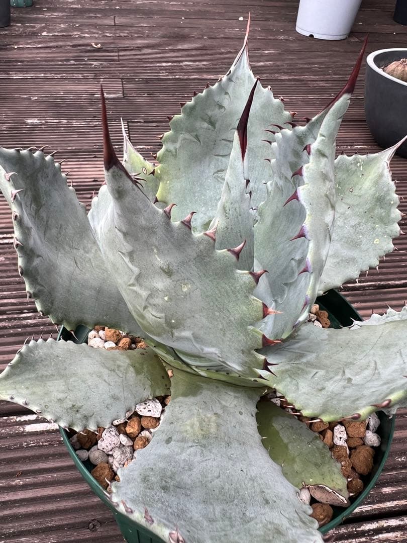 アガベhyb ポタトラム×ゼブラ アガベ・ポタトラム 大株 ※7号規格 抜き苗 | | アガベ（リュウゼツラン