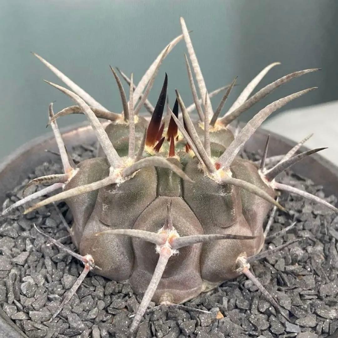 守金魔天竜 - メルカリ