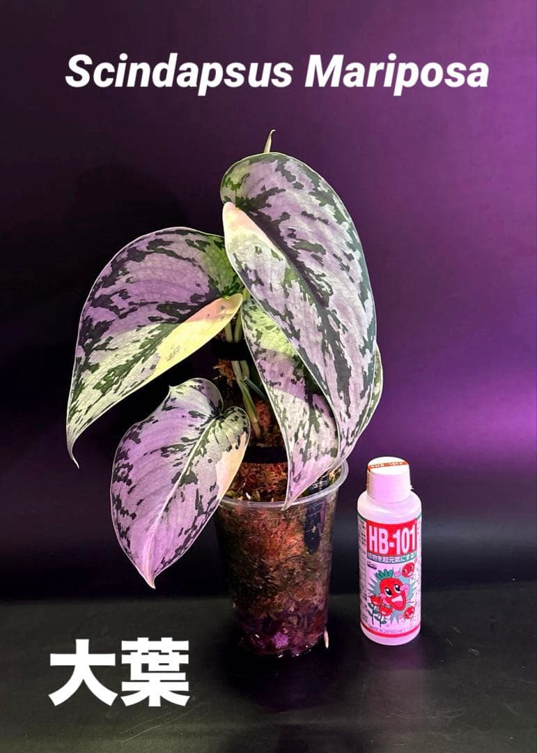 スキンダプサス・マリポサ 斑入り　1 大葉 スキンダプサス マリポサ(マリポーサ)｜Yahoo!フリマ（旧PayPayフリマ）