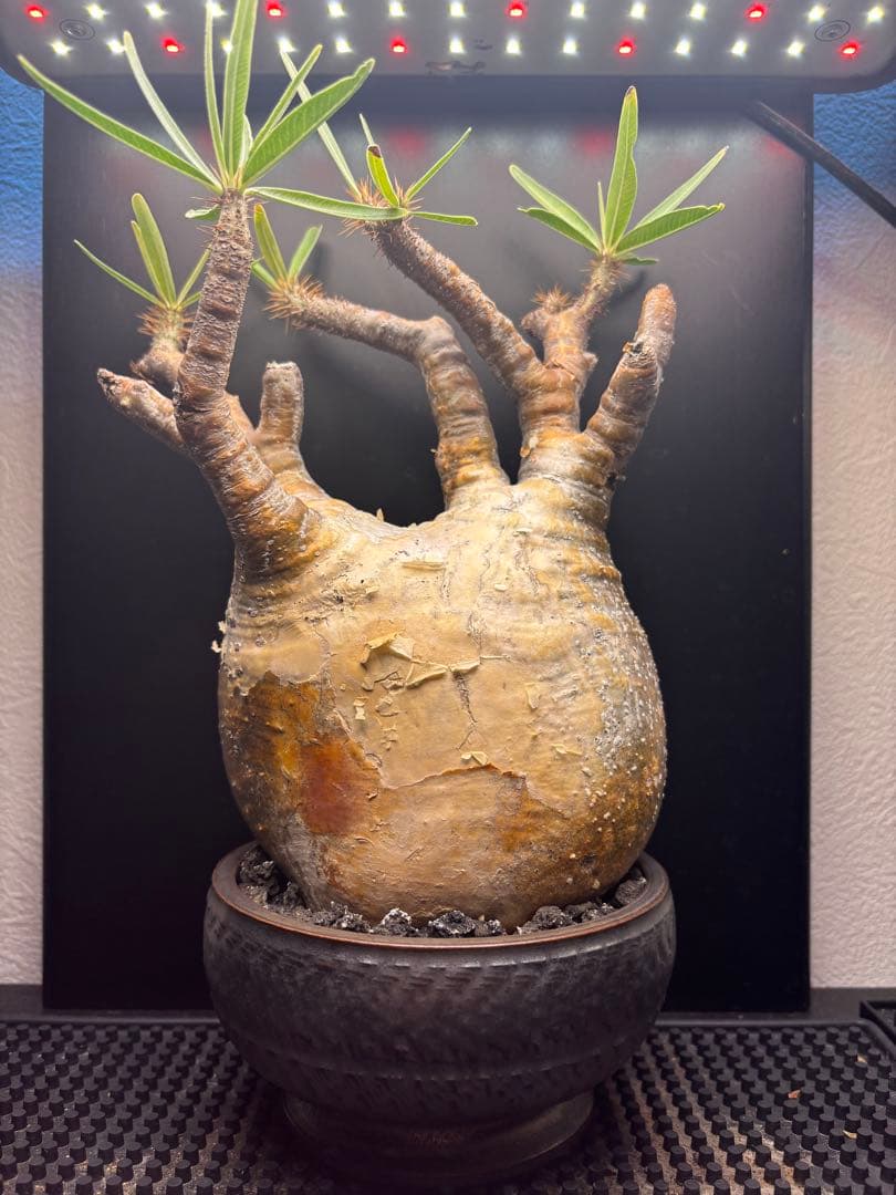 新春セール【グラキリス】塊根！レア！手のひら型、蟹型 2025年度産冷凍ボイル毛蟹約700g1尾 | 産直店 海宝